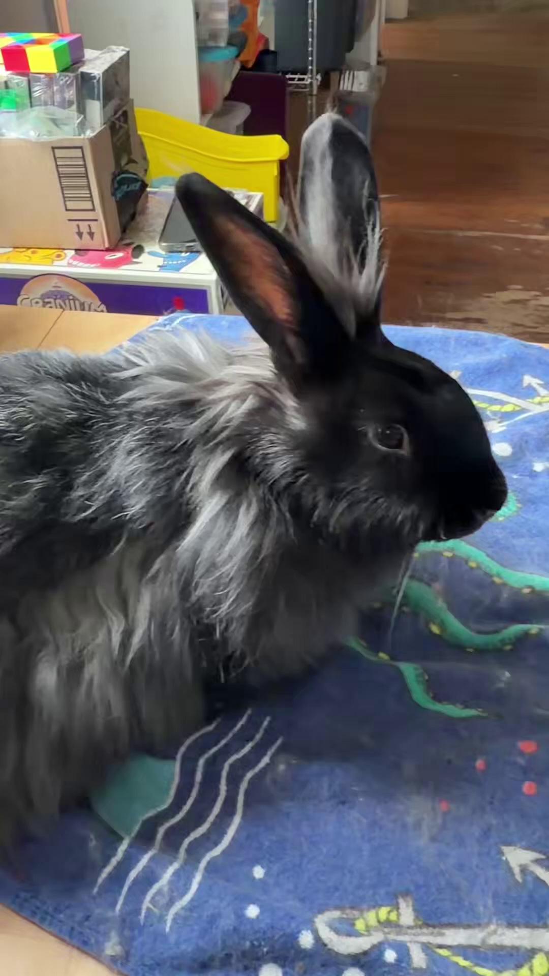 Did you know our Education Barn is home to two Angora rabbits named ...