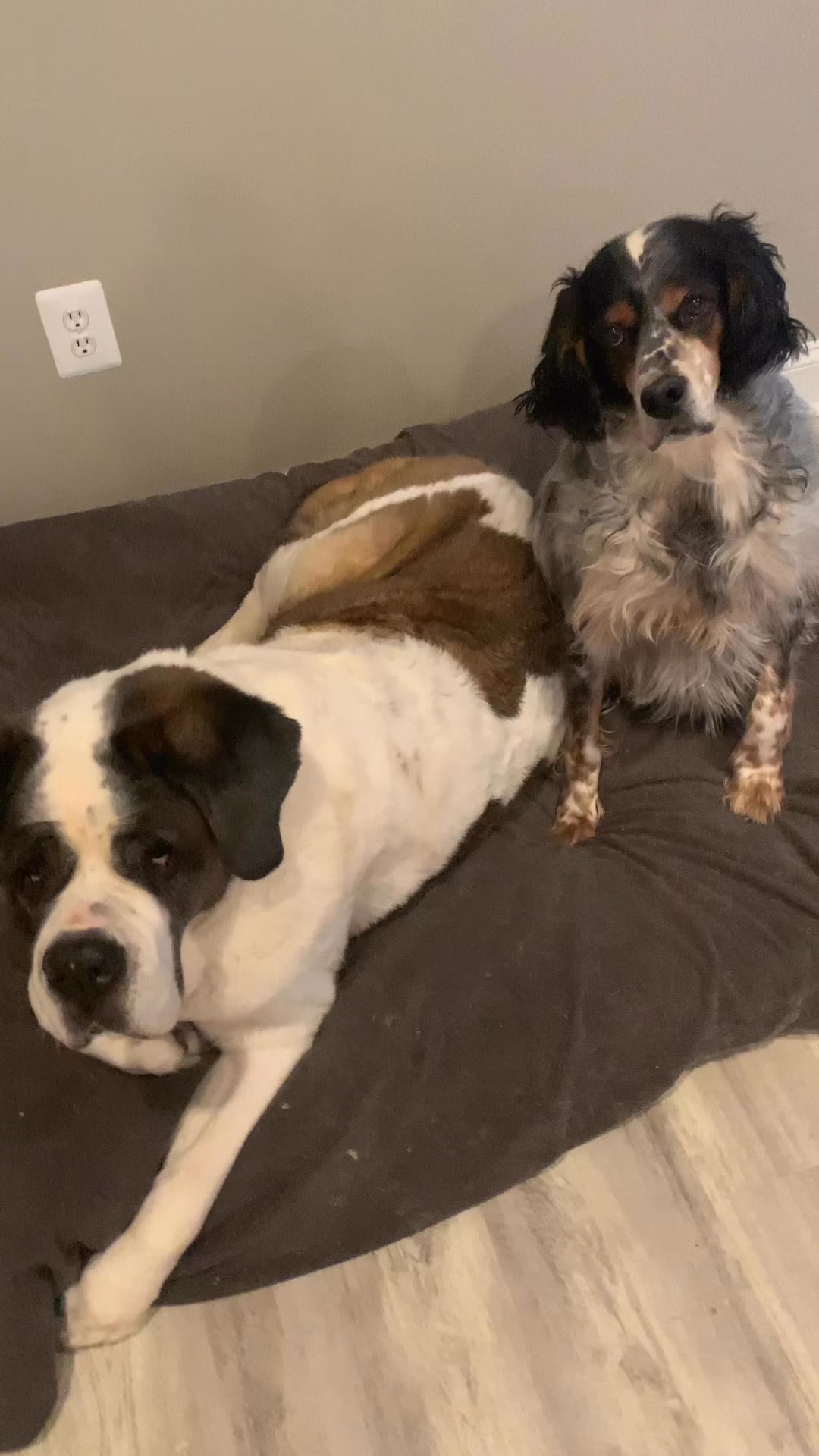 Double the love, double the treats! 🐶💖 Zuzu and our sweet foster boy ...