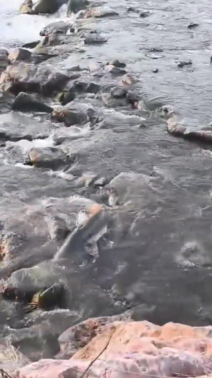 Peștele s-a încurcat printre pietre! #reels #fish #river #amazing # ...