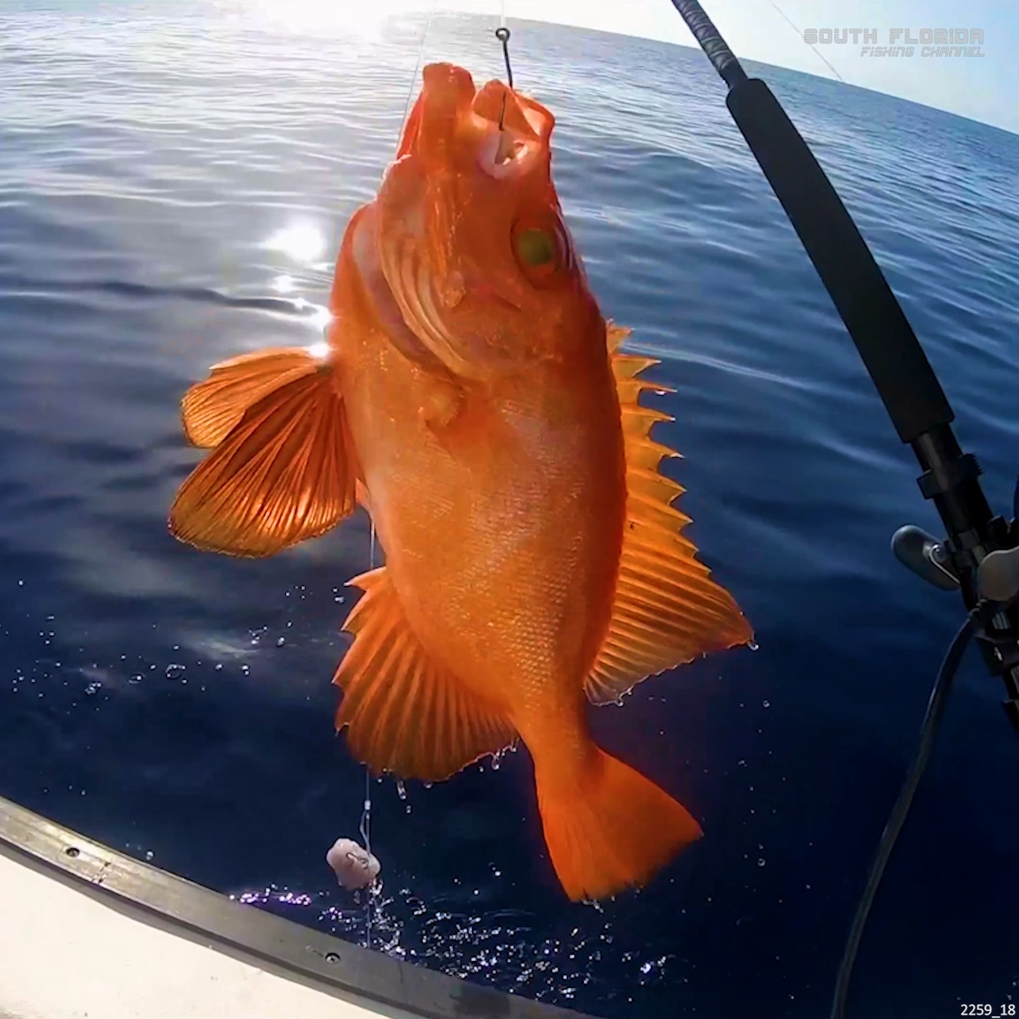 The EPIC Catches Just Kept COMING! | South Florida Fishing Channel ...