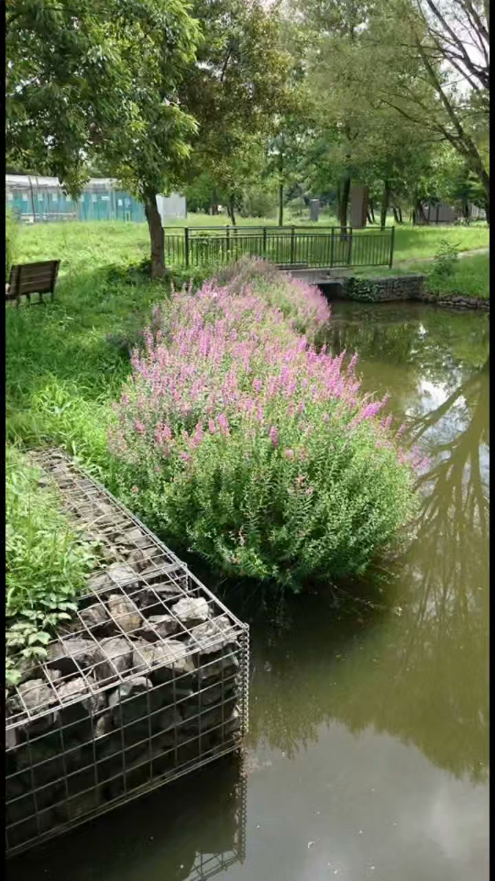 🌱『美』を観て『和』する🌱🌱 川合玉堂(歳筆)1873 - 1957 《渓山秋趣
