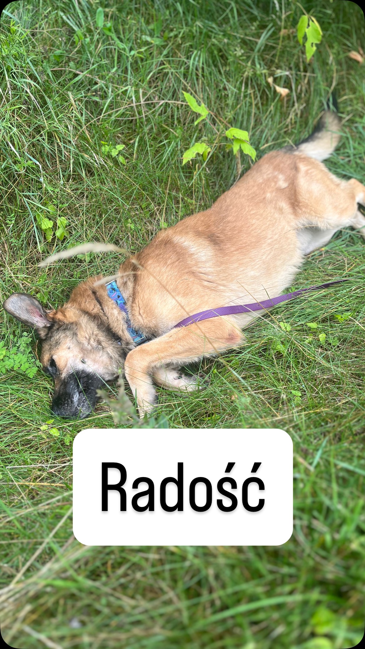 🐶 ️ Adoptuj Rudzika ️🐶 Rudzik to 6-letni kawaler o ogromnym sercu 🧡 Na ...