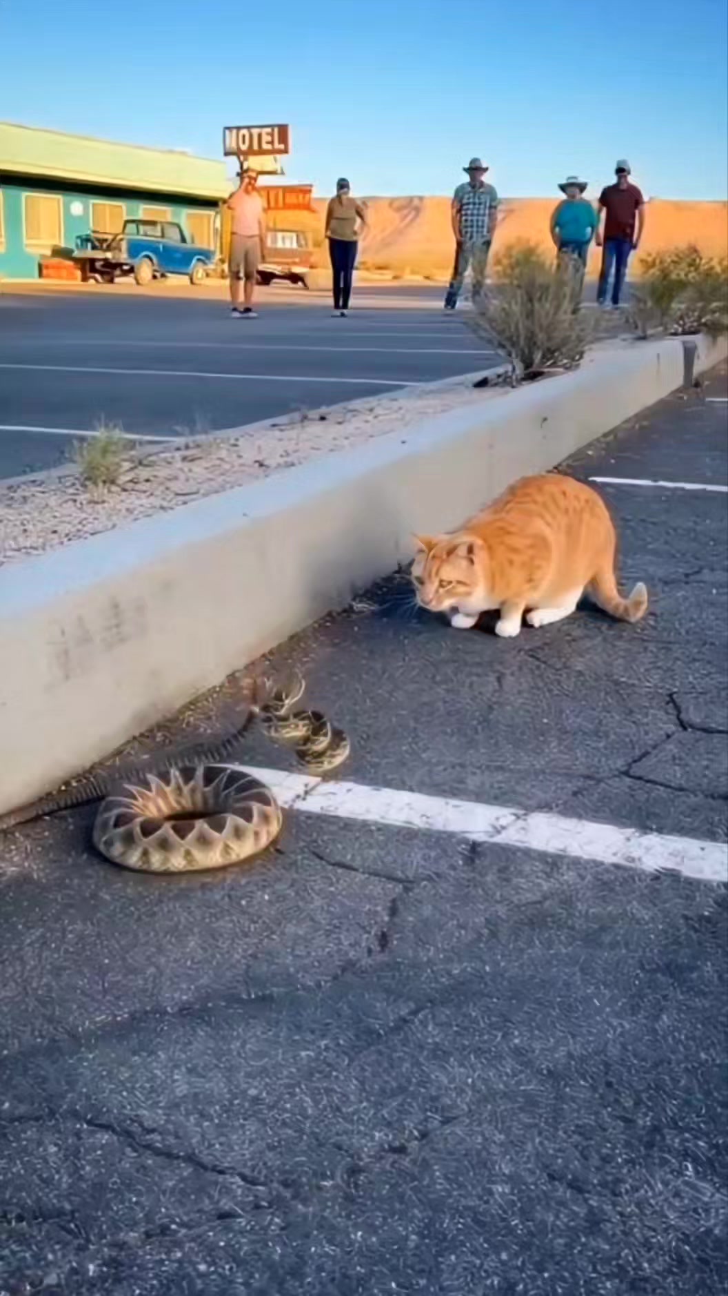 Rattlesnake and Cat Face Off on a Quiet Street 🤯 A Calm Suburban Street ...
