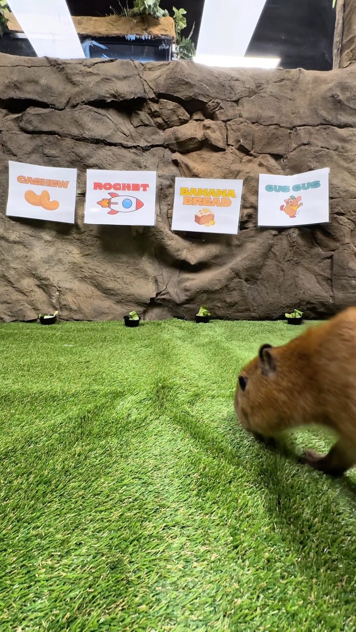 our baby capybara picks his name. #legaseaaquarium #capybara