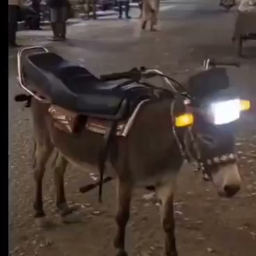 that one Fake Pastor or Profit that would gifted Jesus with donkey