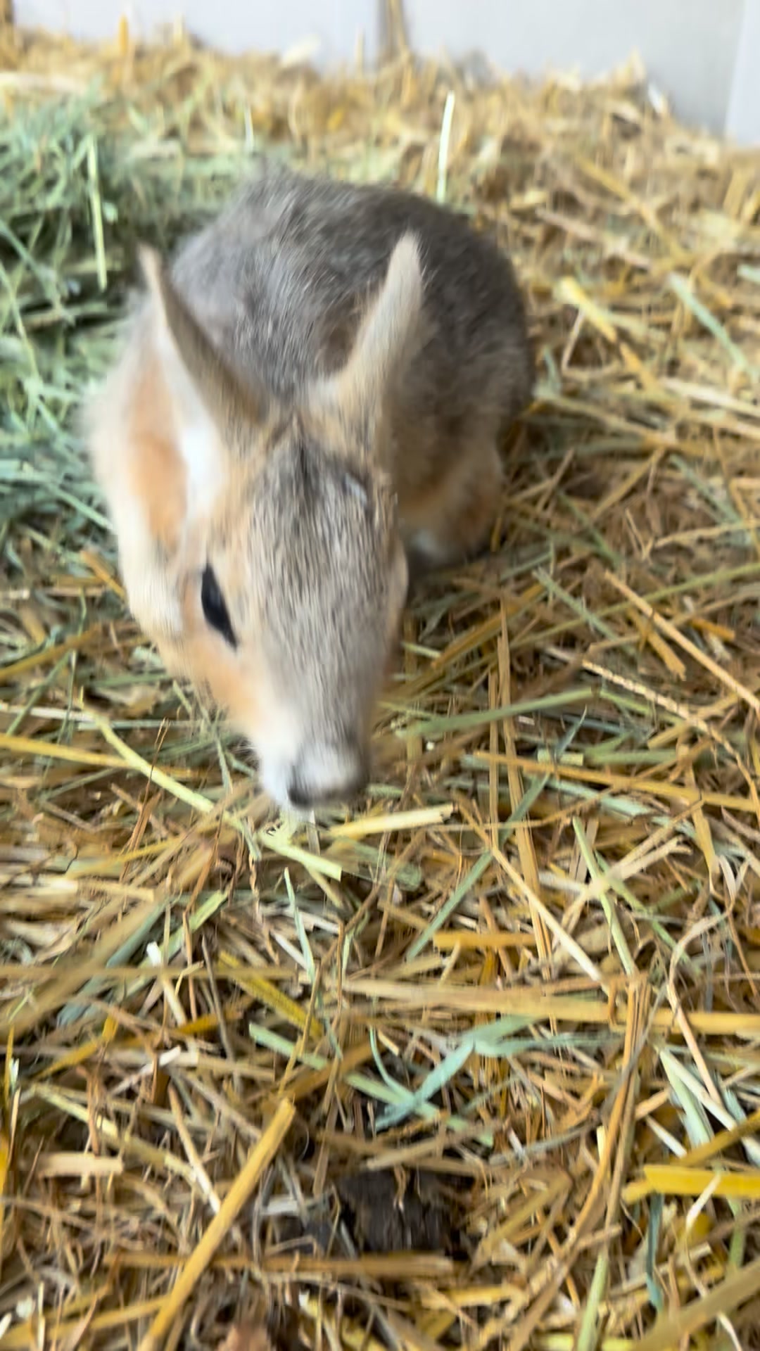 Aren’t they so sweet? 💜 | Clanton Ridge Farm | Facebook
