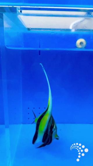 🐠 #FishFactFriday: The Iconic Moorish Idol! 🐠 Ever dreamed of