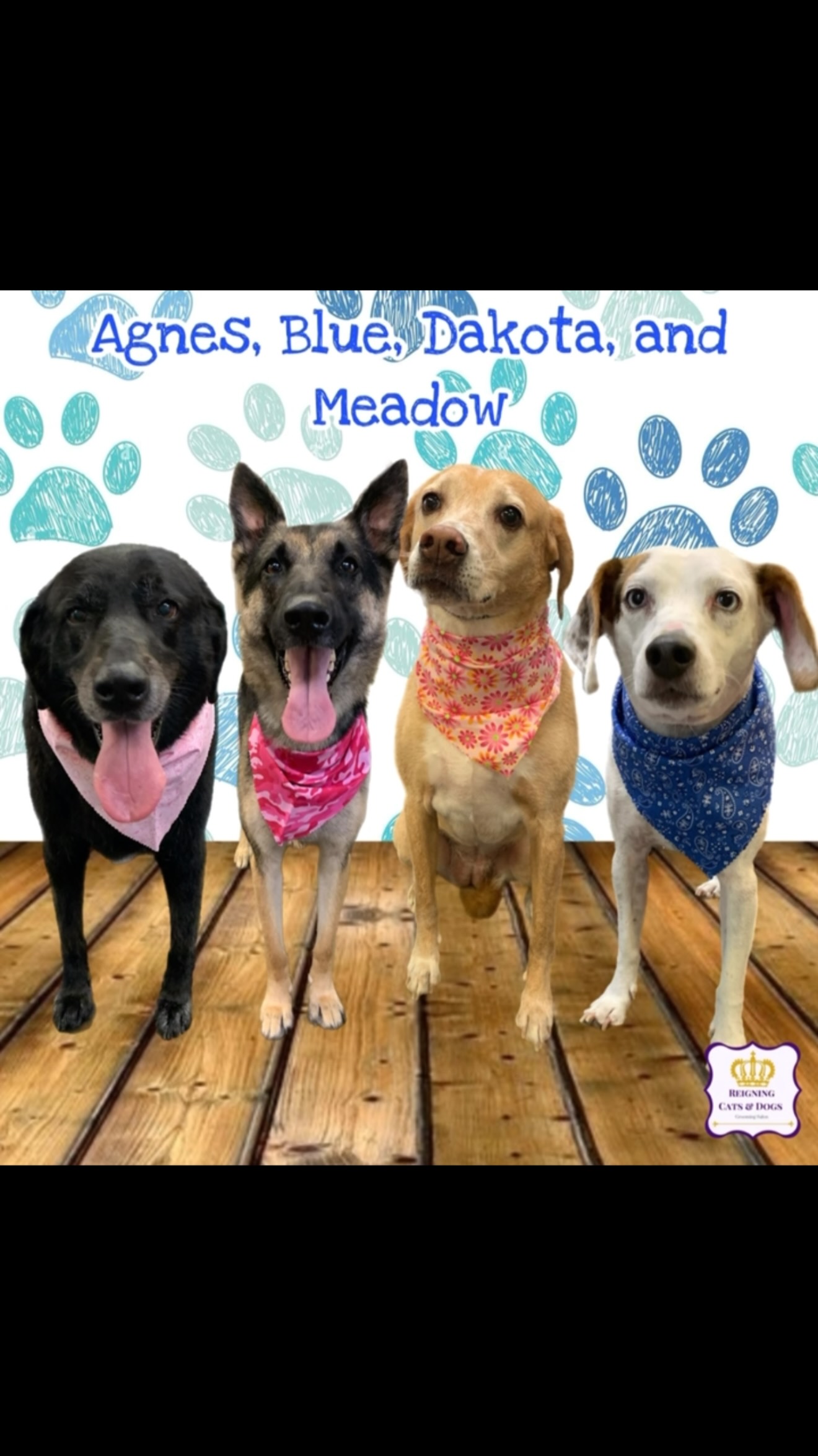 希少 サイン入り REIGNING CATS & DOGS Reigning Cats and Dogs