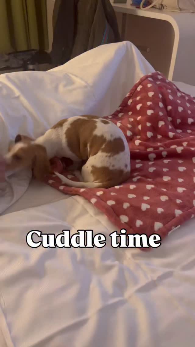 wir waren in Bremen im Hotel und Miley liebt es einfach zu kuscheln ...