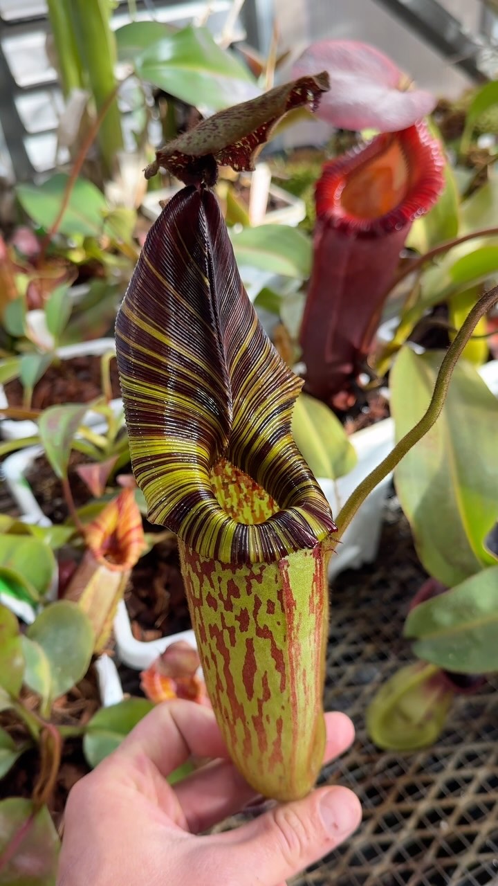 Nepenthes hurrelliana or mollis 🙂