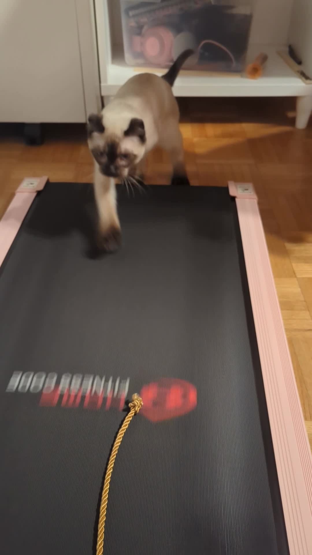 Meenoo the cat on Reels | Facebook