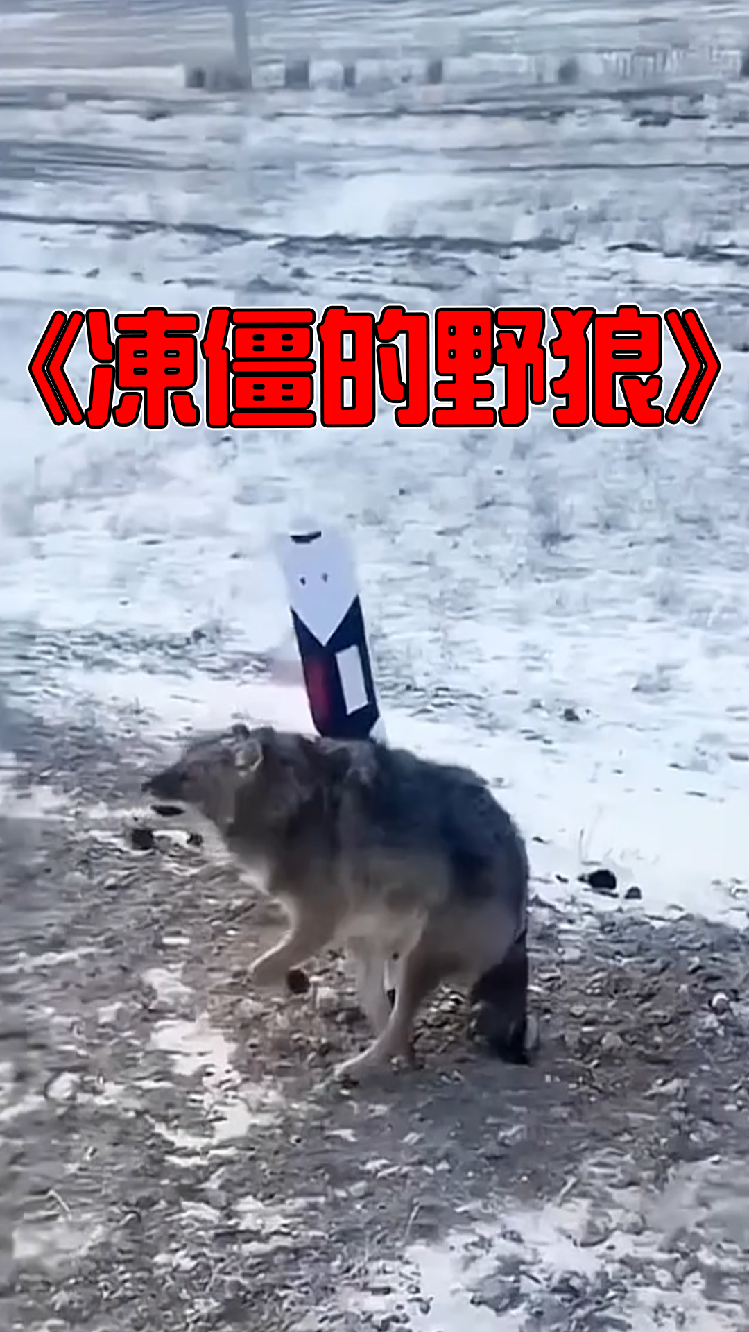 出門覓食的野狼還沒找到獵物卻凍成了冰雕！追擊的傻狍子在不遠處也沒能存活！真是為野狼感到悲哀！ #未知生物 #神秘生物 #不明生物 #奇聞異事 ...