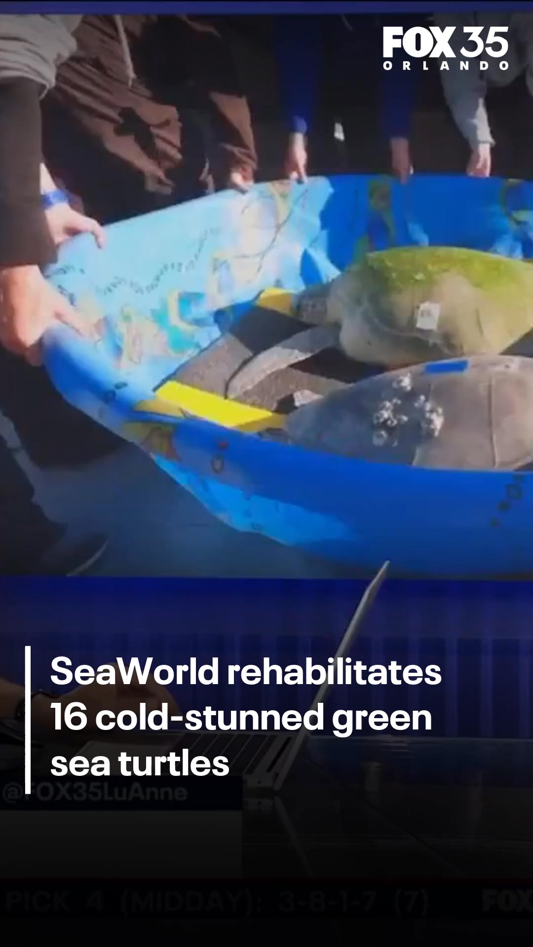 16 green sea turtles were rescued by SeaWorld Orlando after a severe ...