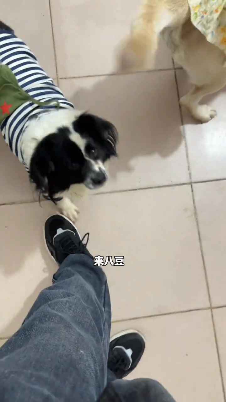 这三只狗一天闹个不停 #狗狗 #拉布拉多 #dogs #funnyvideos #doglover #labrador #puppies # ...