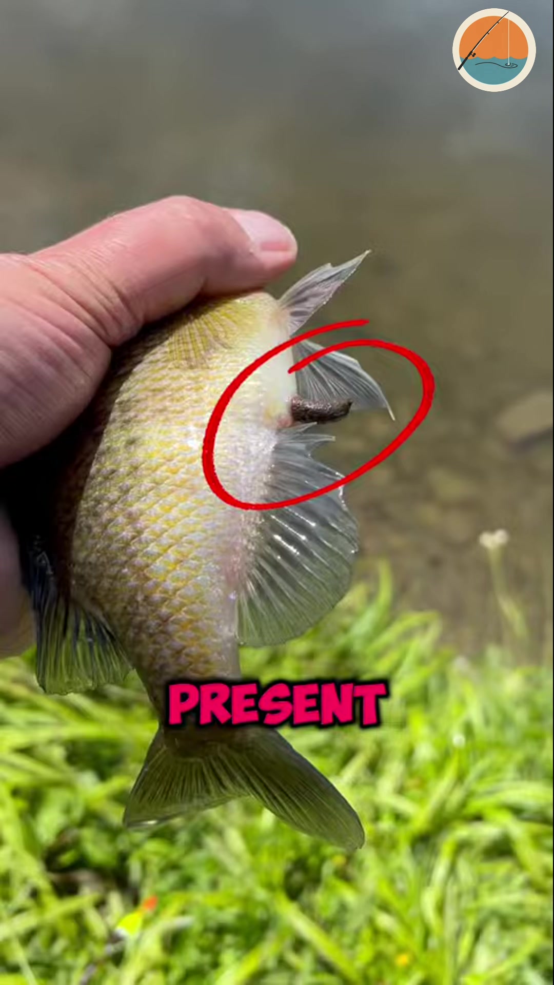 She Left Me A DISGUSTING Present - NO THANK YOU! #fishing #fbreels ...