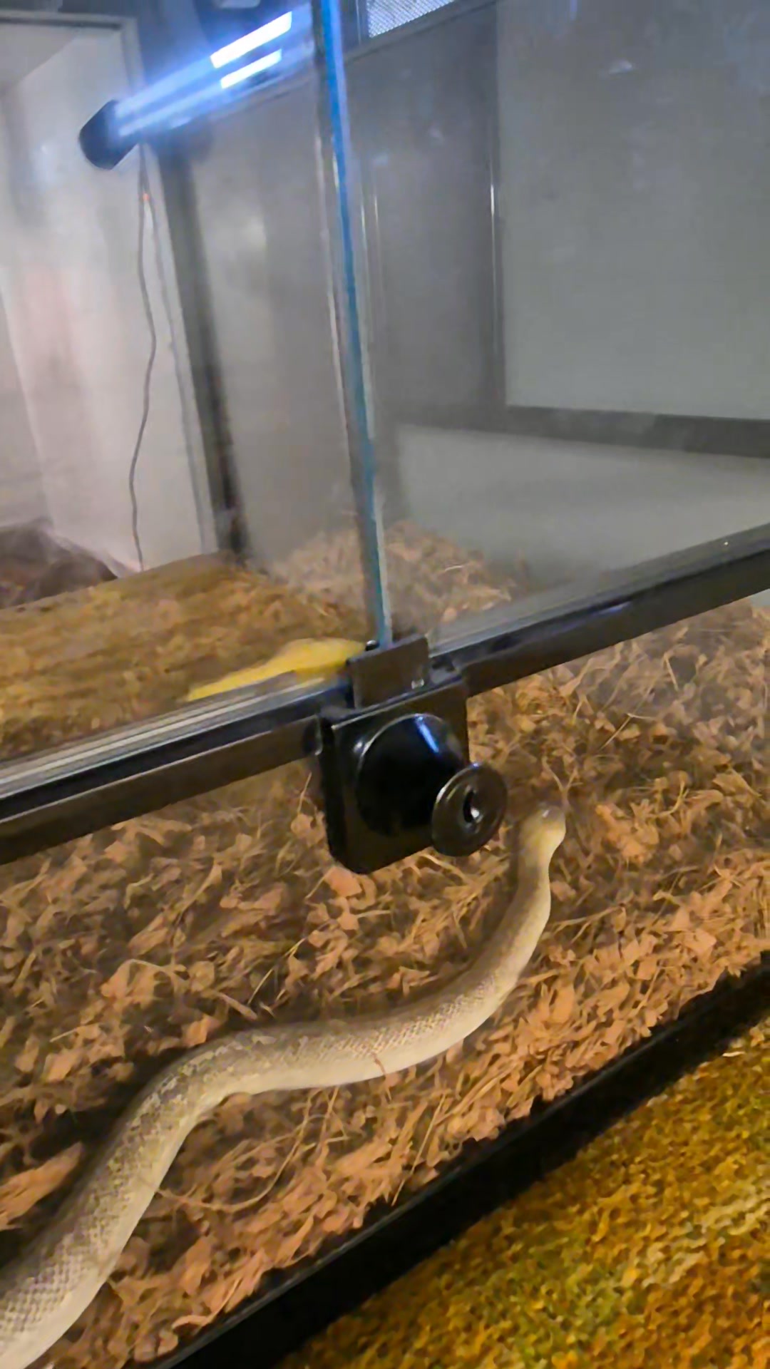 So my Spotted Python Ruby escaped so I went and bought another snake ...