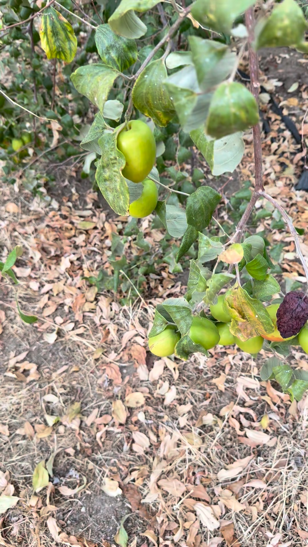 Giant ber fruit | Steven Murray's Rare Fruit