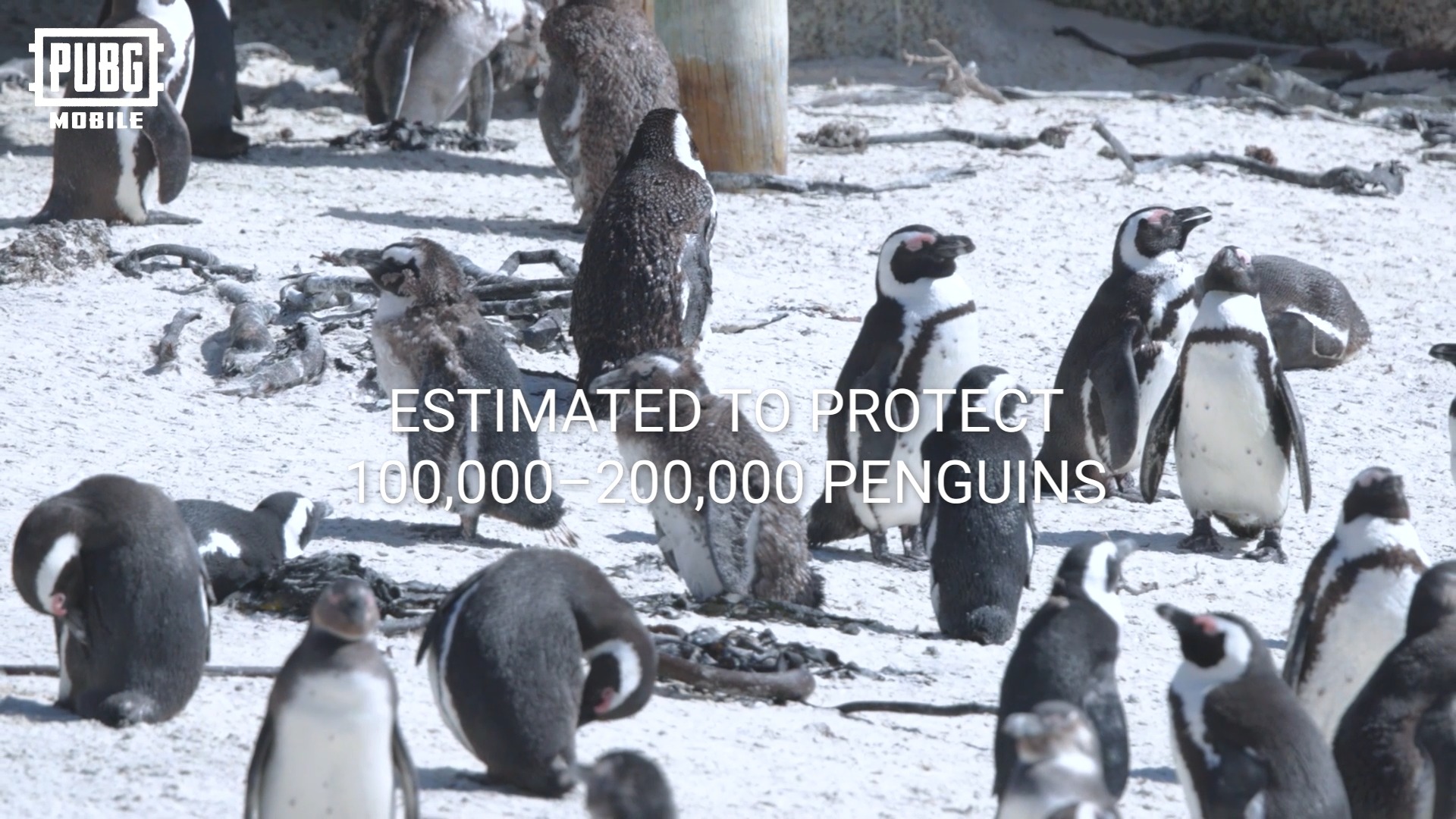 In the world’s most fragile corners, penguins are being pushed to the ...