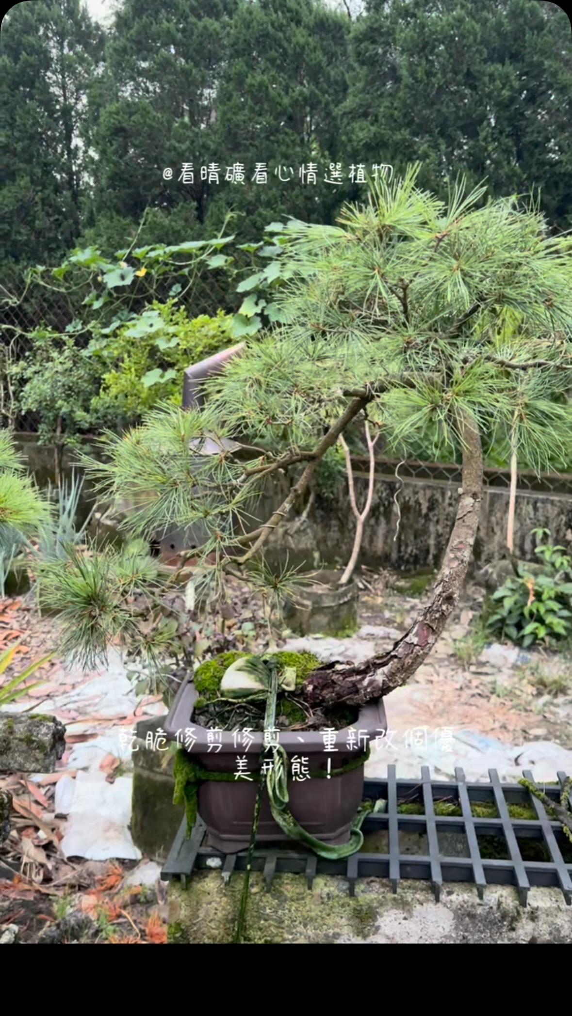 養了二十幾年的五葉松，枝葉太密越看越突兀？ 乾脆修剪修剪、重新改個