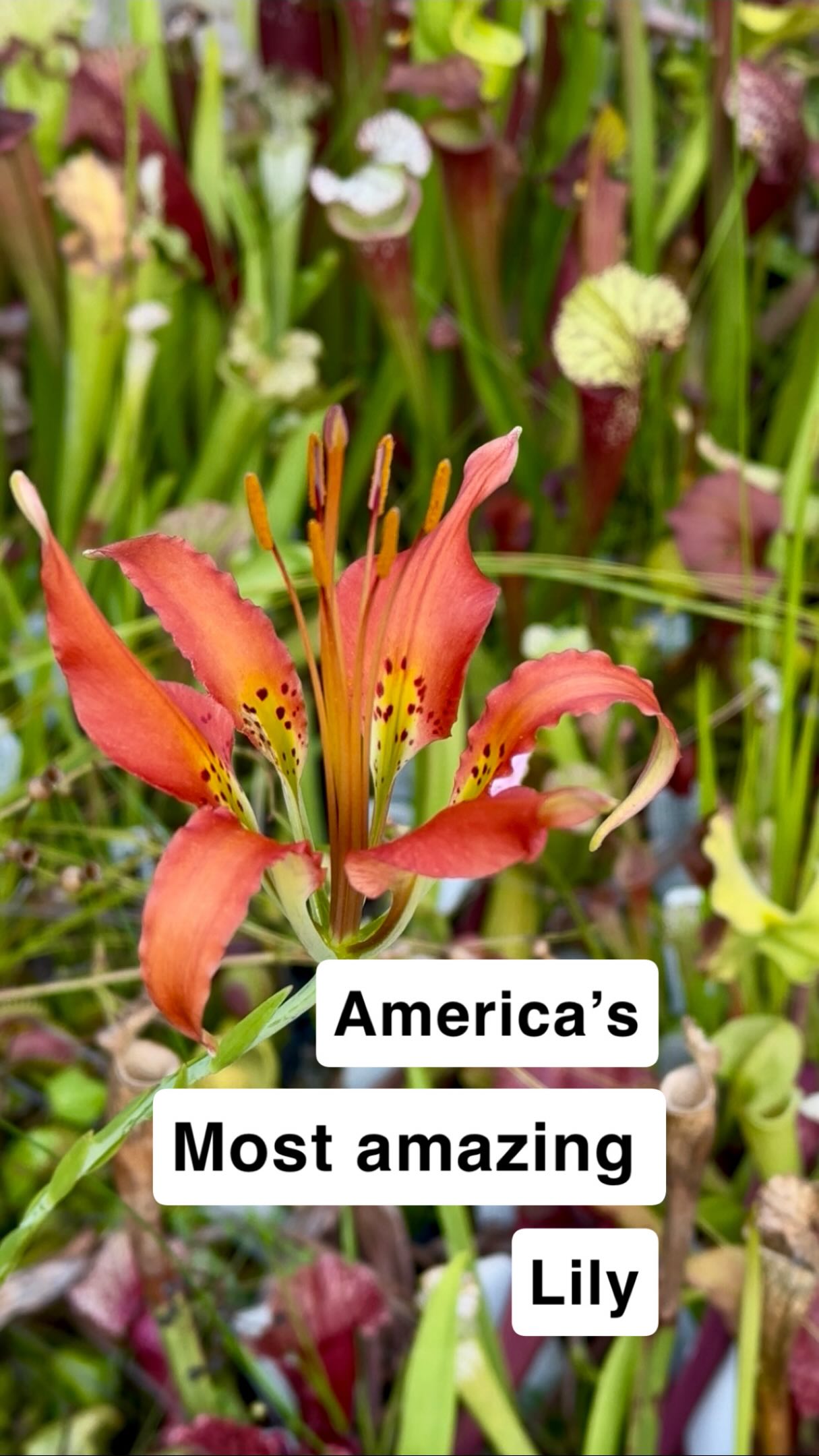 I'm back! Let's talk about Lilium catesbaei. - #lily #flower