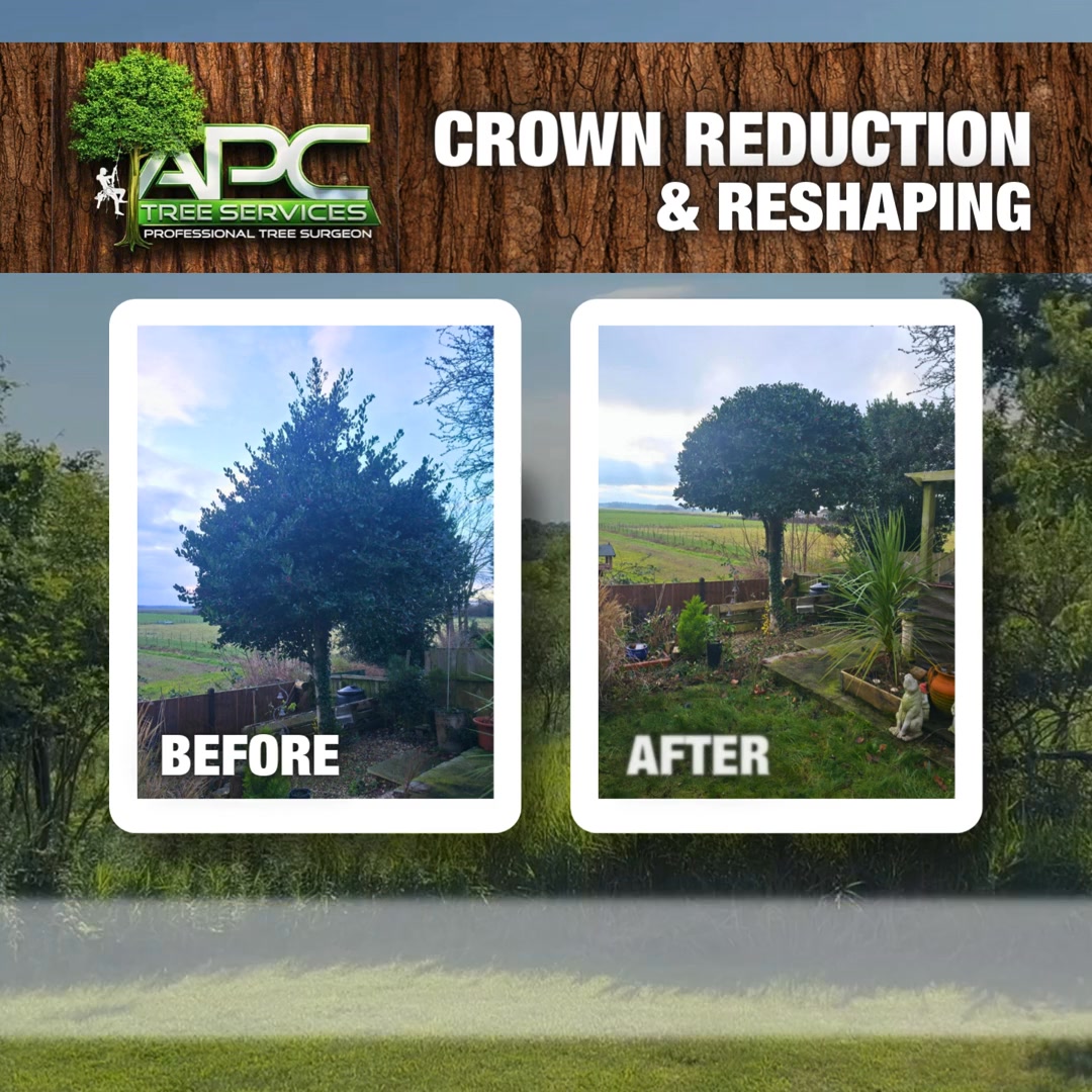 Crown Reductions & Tree Reshaping 🌿 From small holly trees to 80ft TPO ...
