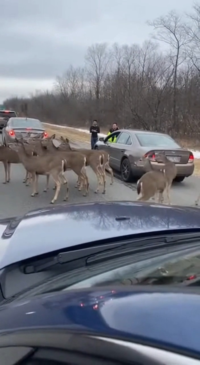 traffic-update-a-large-herd-of-deer-has-gridlocked-highway-61
