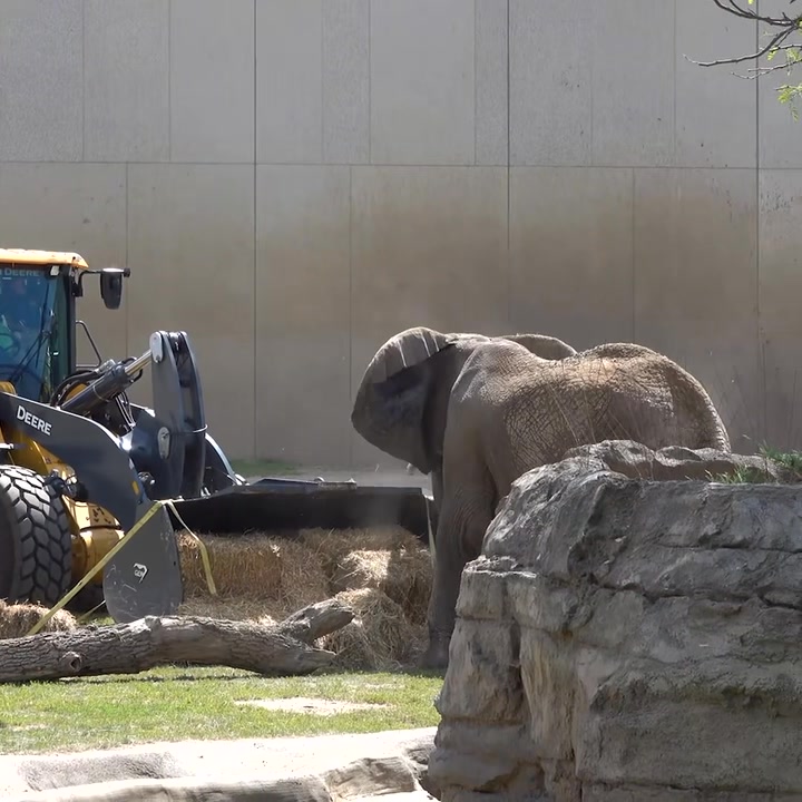 Susan Kim - Love this new video of Ruth the Elephant, from... | Facebook