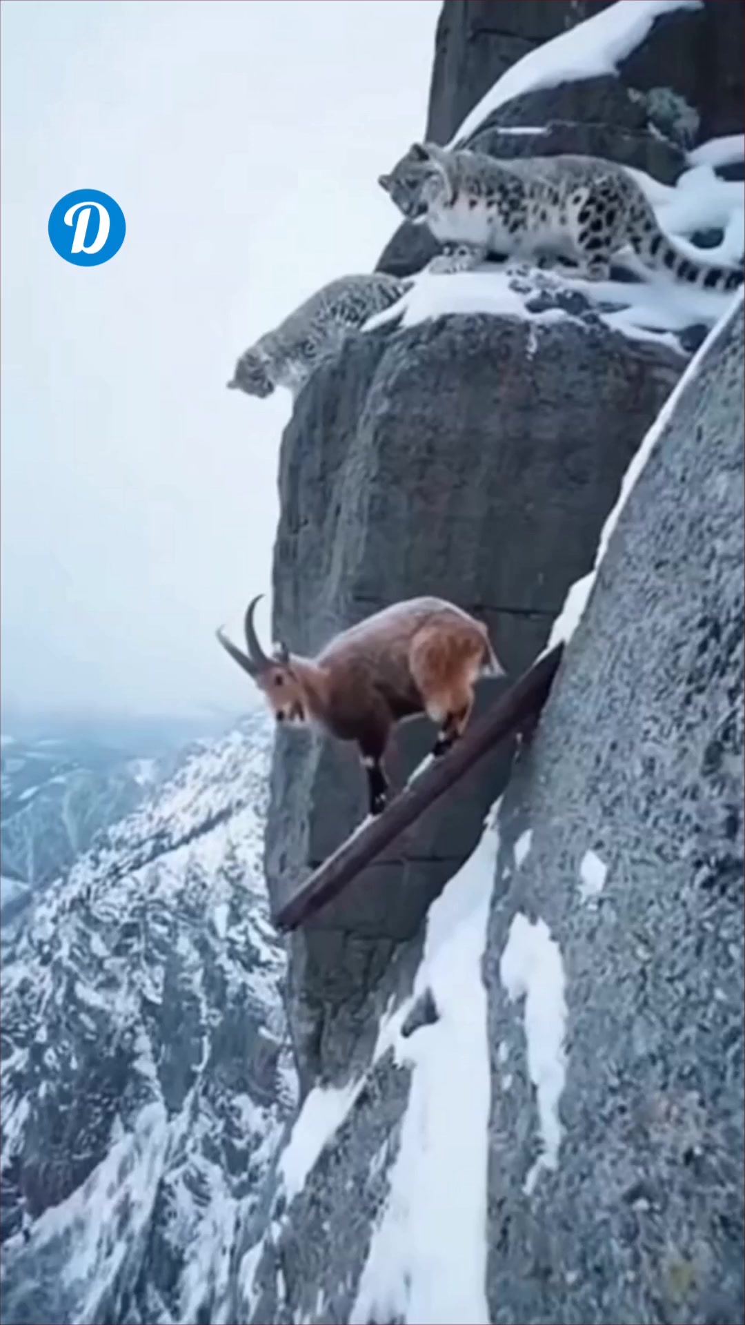 Tension erupts on a snowy precipice as a mountain goat’s desperate fall ...
