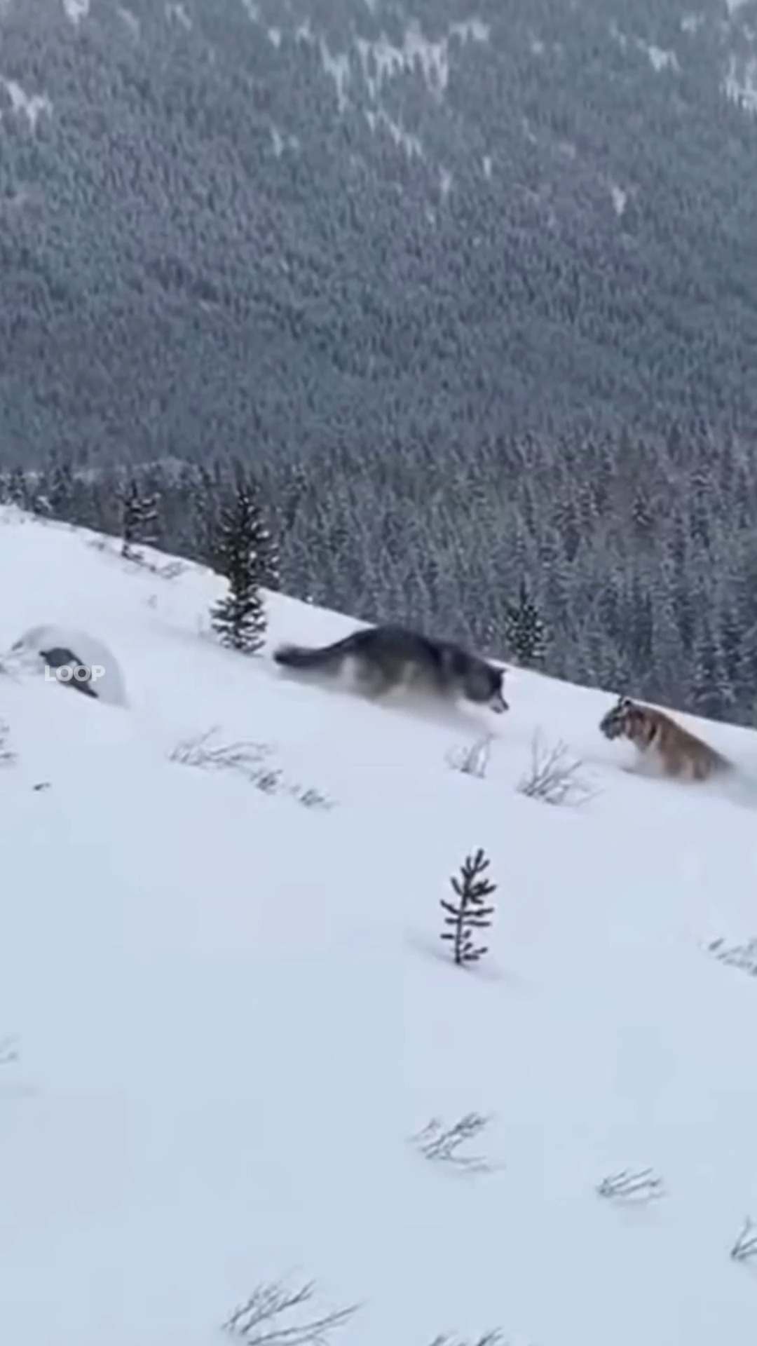 Snowy clash of predators! A fierce tiger and a relentless wolf collide ...