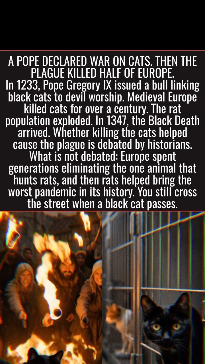 The Historical Demonization of Black Cats and Its Consequences