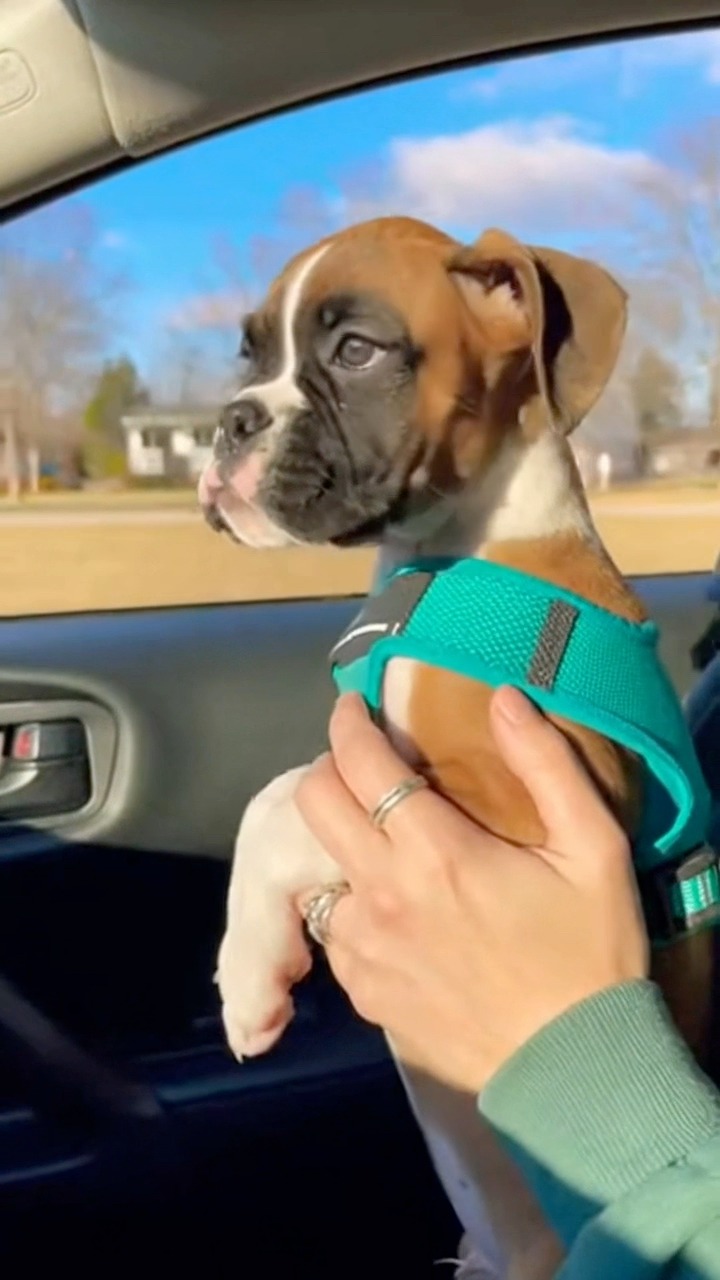 First car ride 🚗🐶 | Just Puppies | Facebook