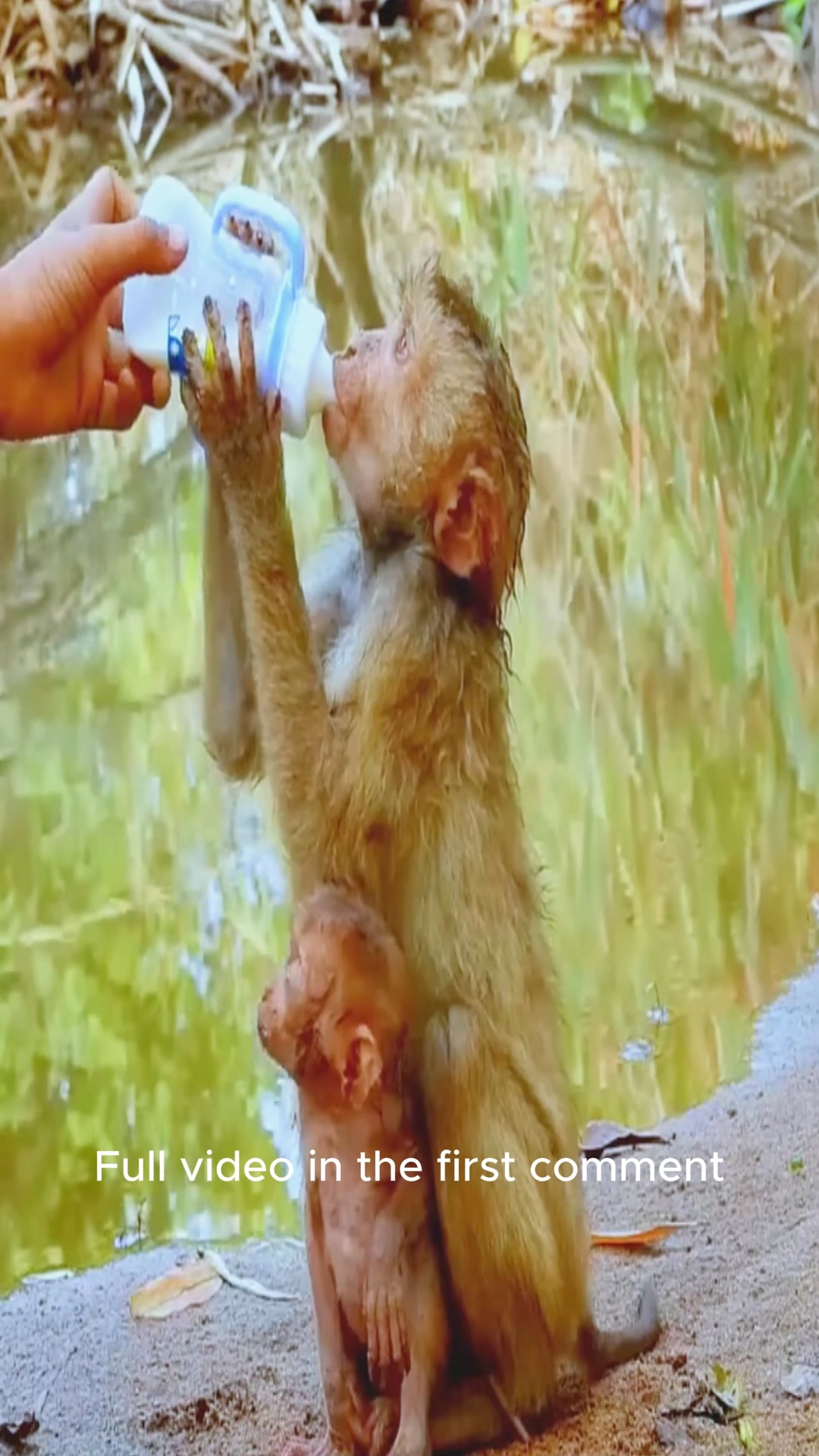 Poor baby monkey left alone and crying for his mother 💔🐒 Full video in ...