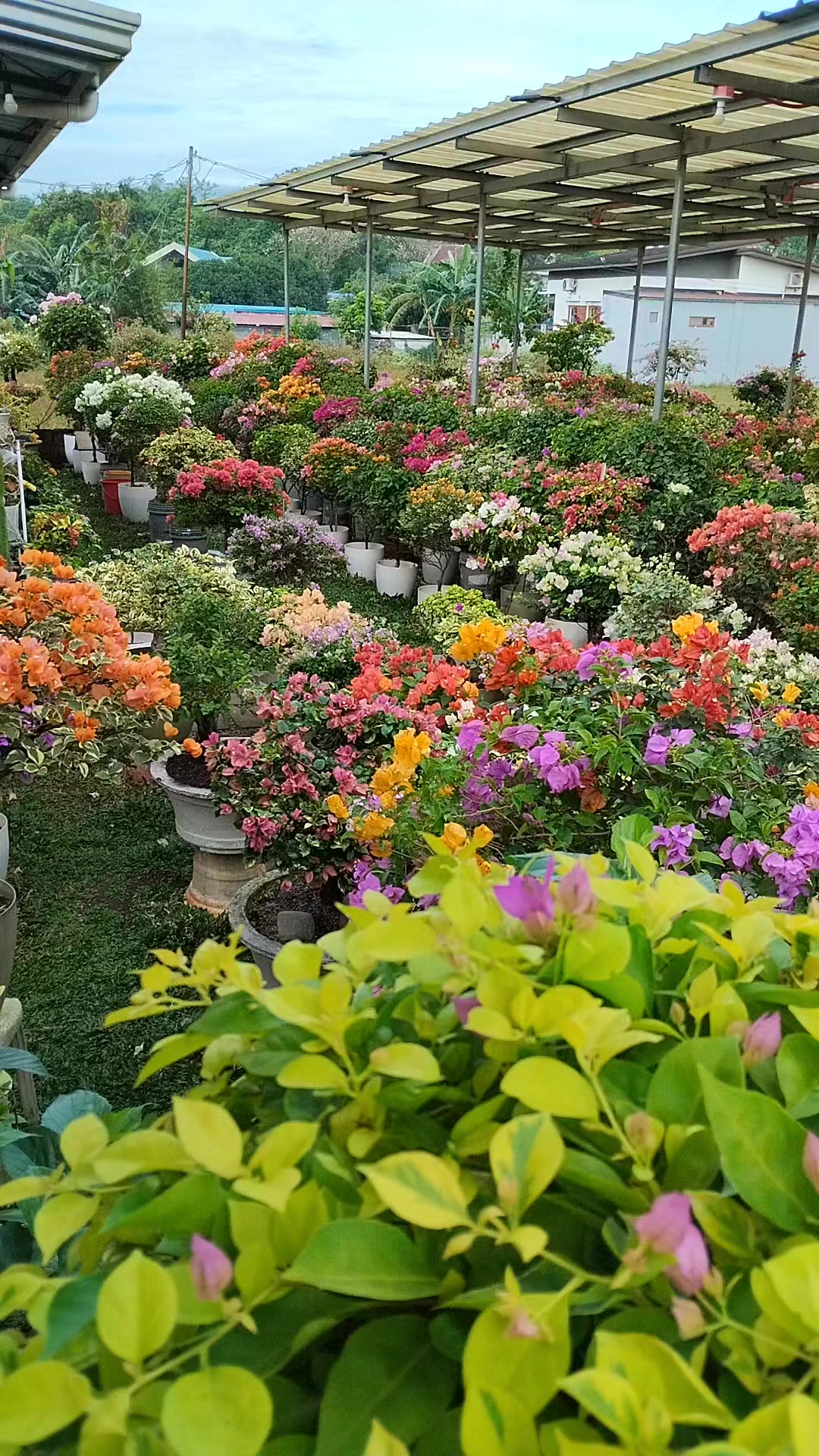 Annalyn Hernandez Garden 💐 #follower #Godblesseveryone | Annalyn GC ...
