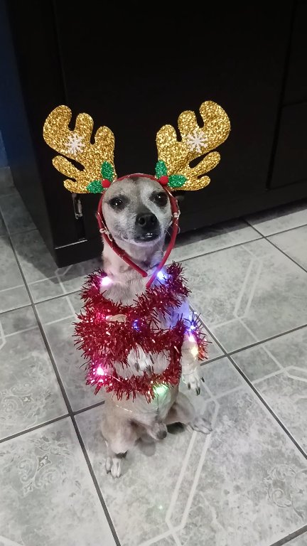 Perrito chihuahua navideño feliz navidad #parati #navidad #chihuahua # ...
