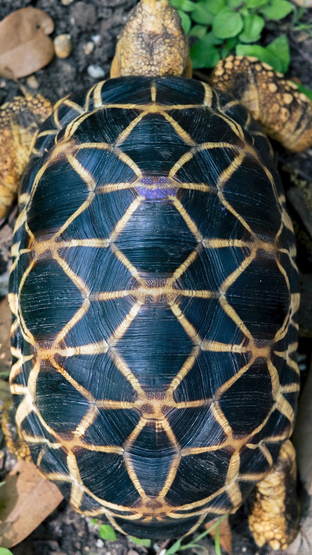 It’s World Turtle Day, so let’s shell out some facts! 🐢 🟢 All tortoises ...