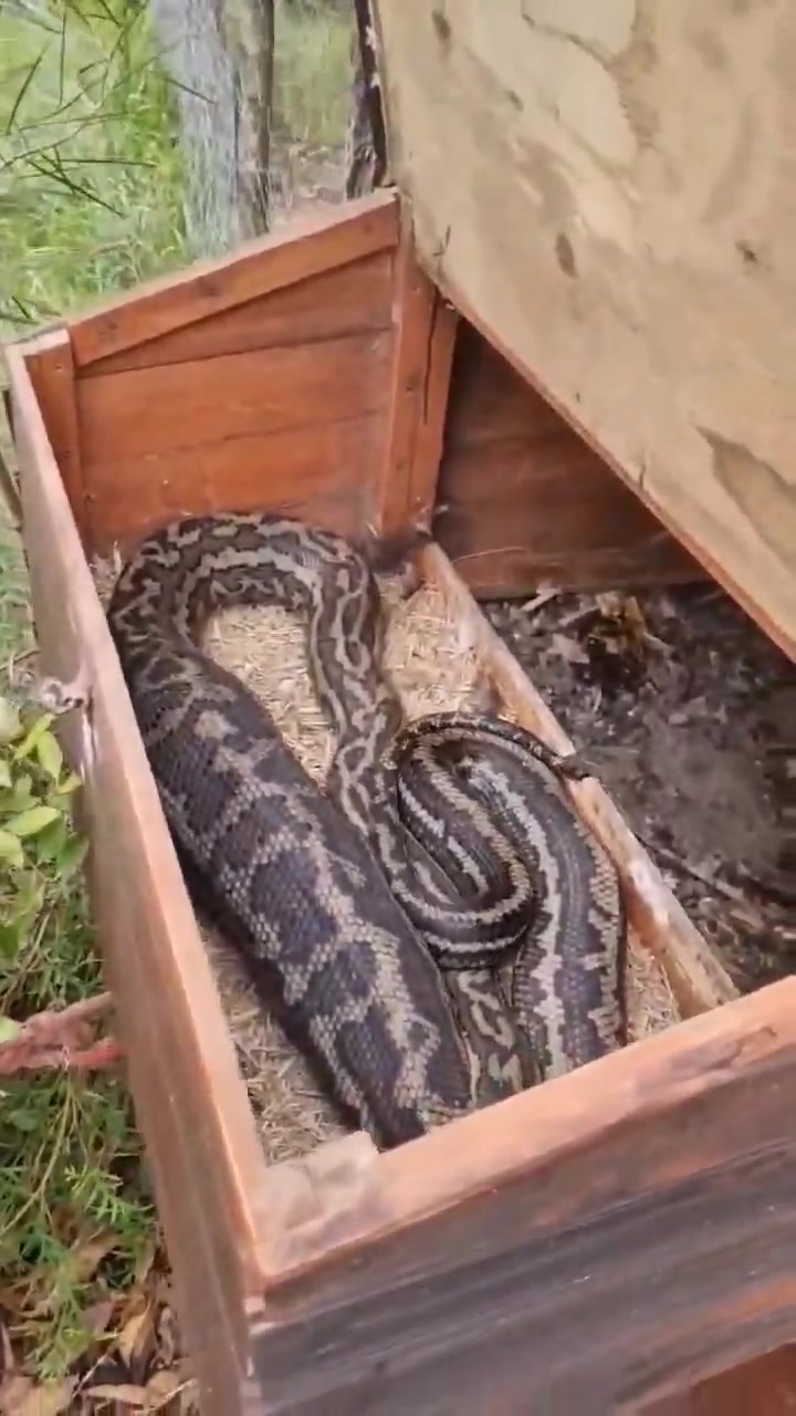 Please Check Your Chicken Coops are snake proof! If there is a gap in ...