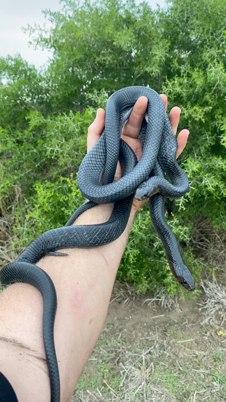 2 Texas indigo snakes found under 1 stack of tin!! 🤯🐍💜 | Justin Doll ...