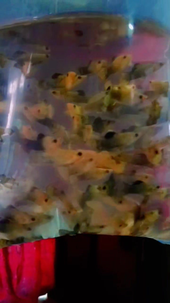 Good morning all my friends🐟 ️ #reelsviralシ #shout#fishing #viralvideo ...