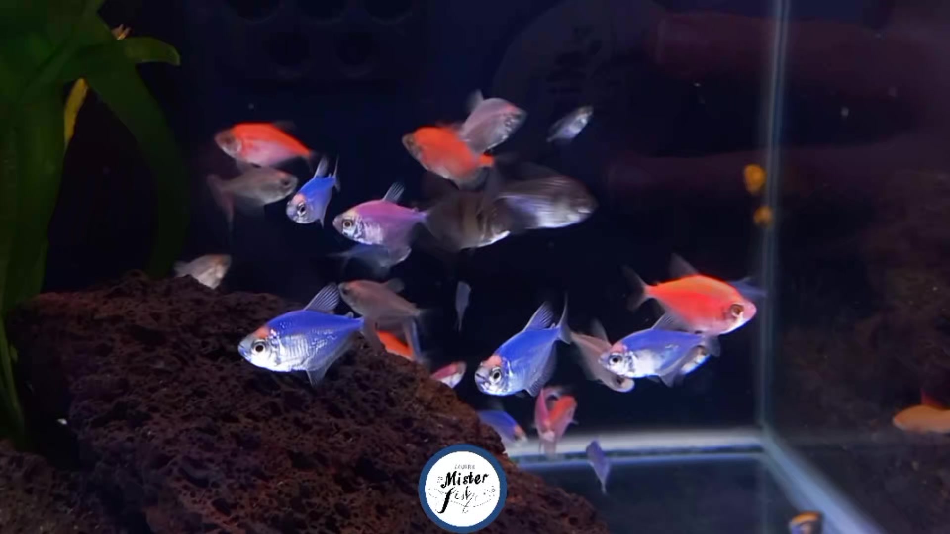 Monjas Transgenicas 😍 Es un pez muy apto para vivir en un acuario ...