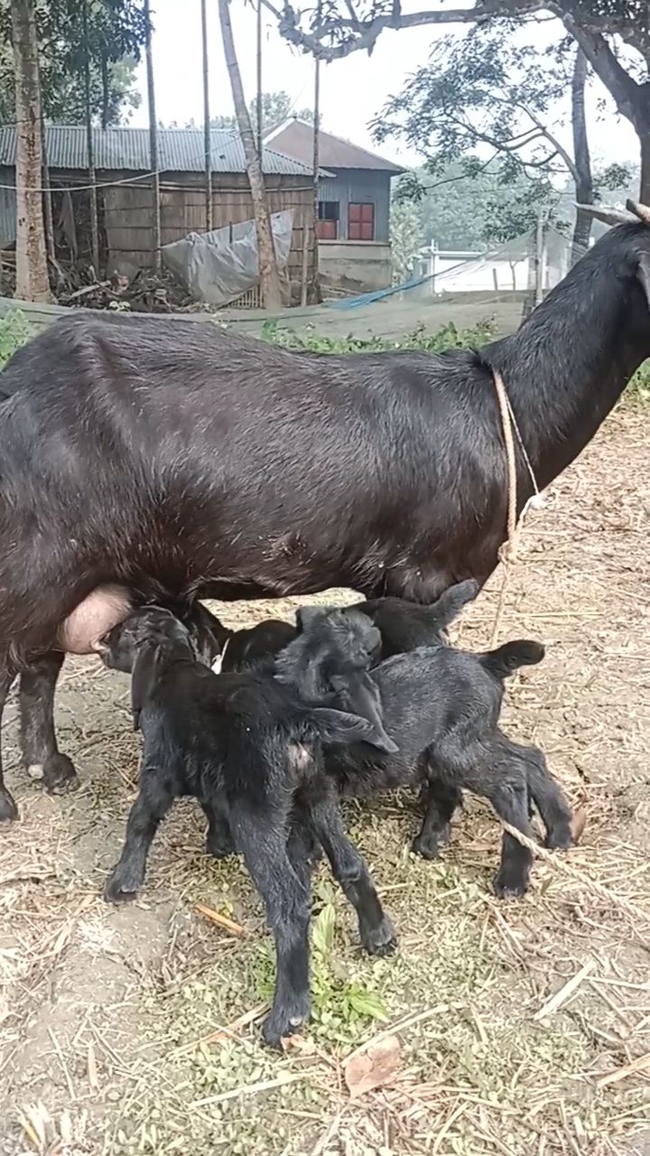 Pure Love: A Goat Mom Feeding Her Babies | Mita's Cozy Nest | Facebook