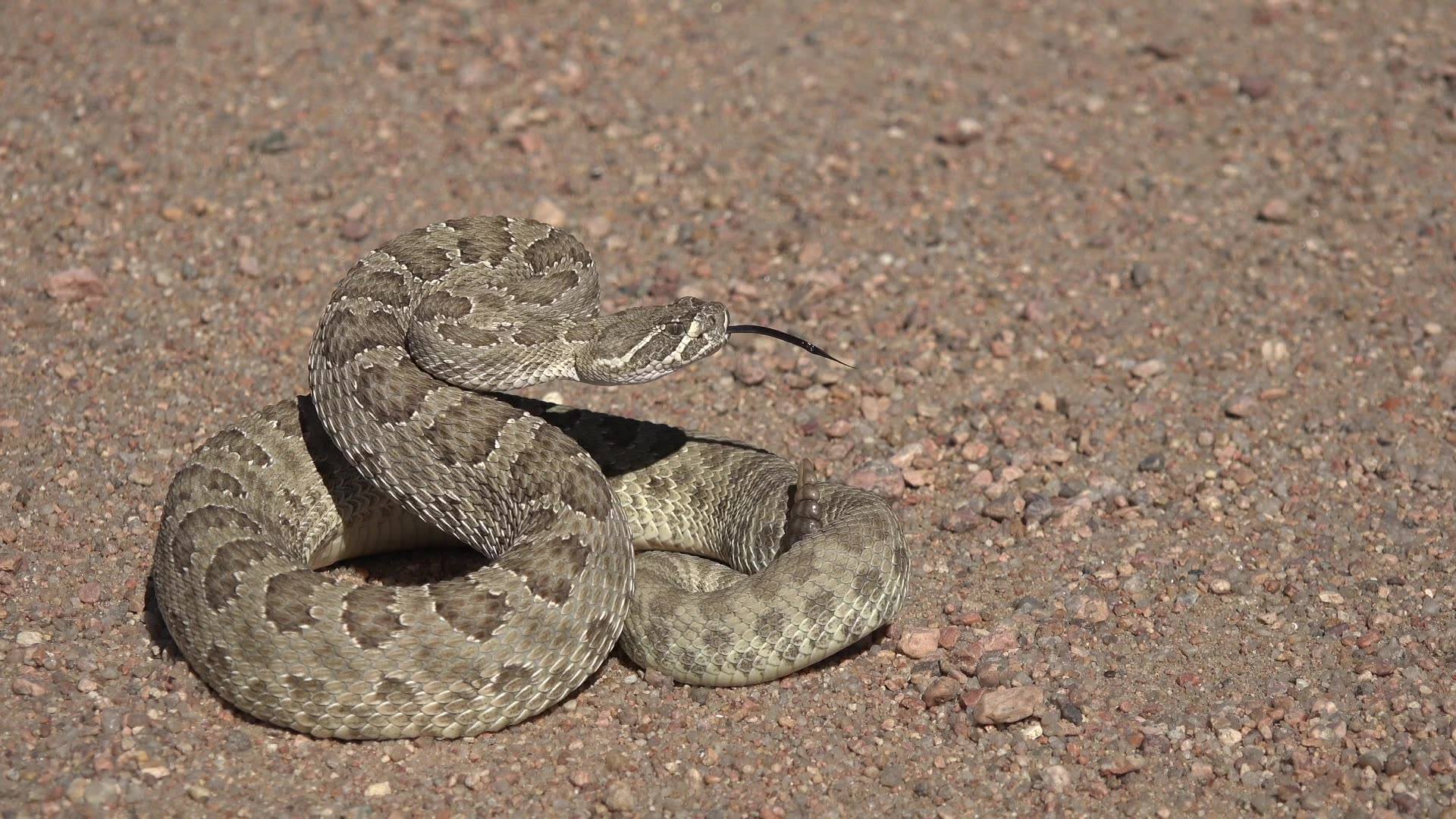 Rattlesnake Bite: Surviving a Deadly Western Diamondback Attack