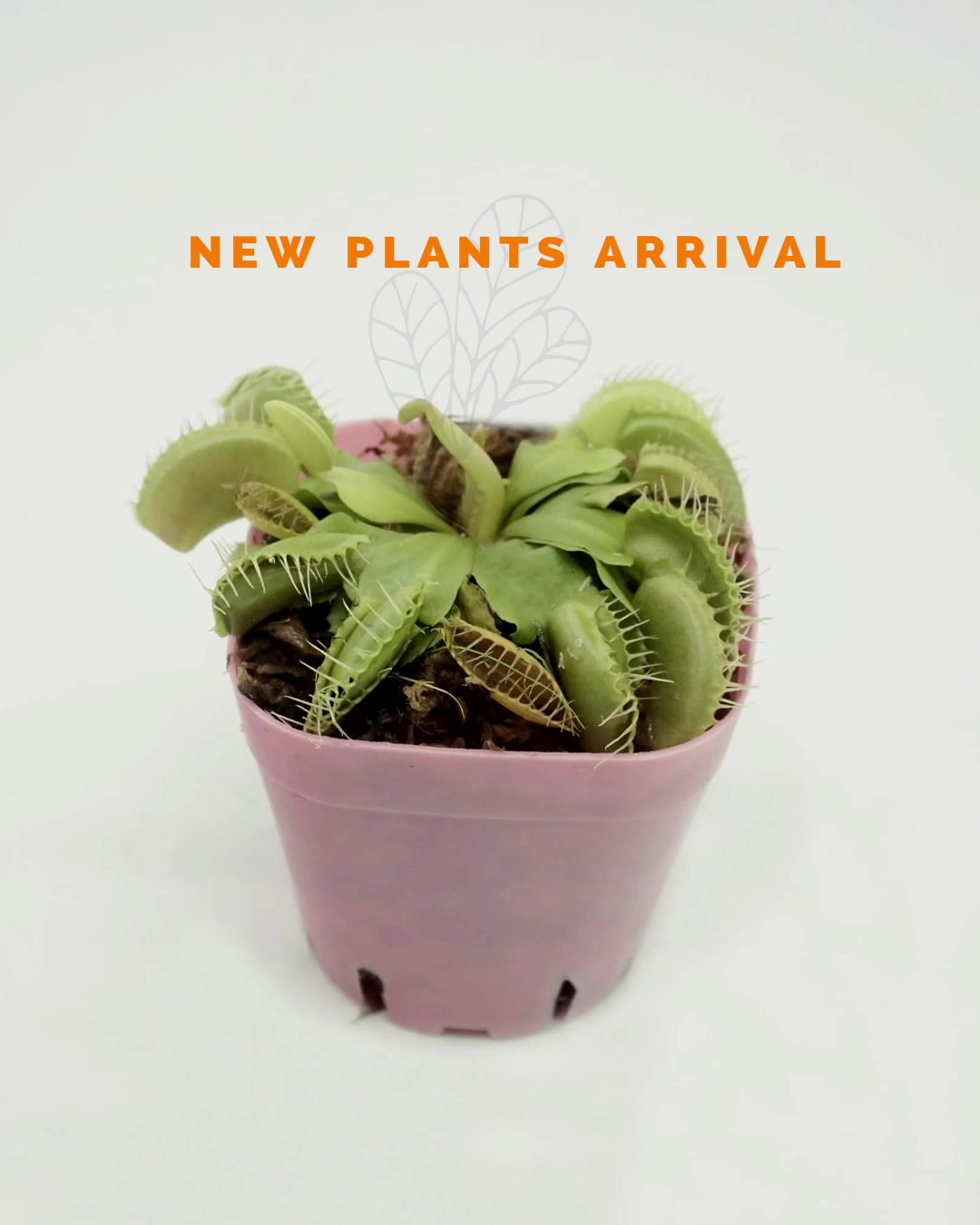 The venus flytrap is now available... - Riverson - The Walk | Facebook