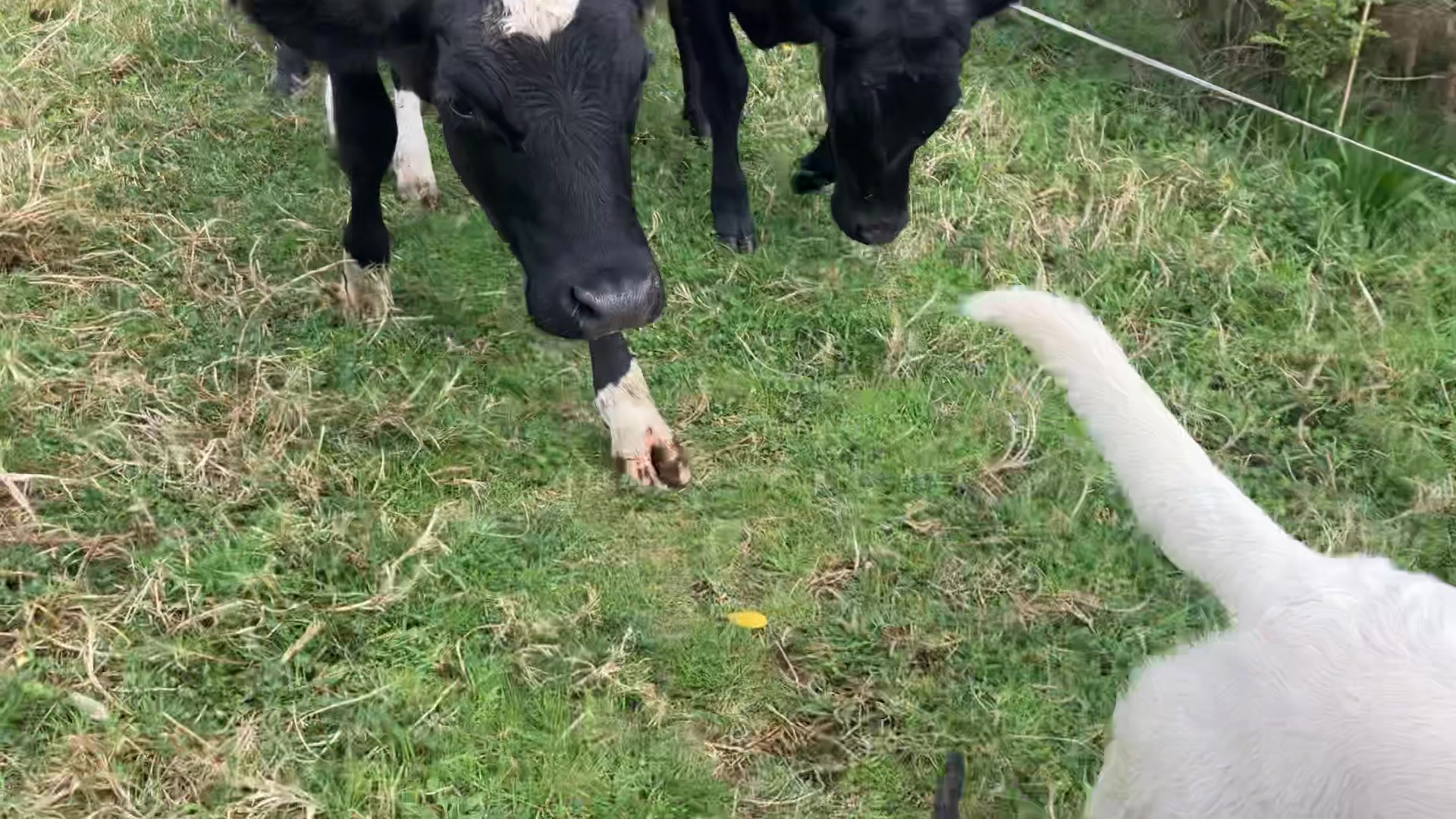 Thursday: moving the cows. | Pog Dog Care | Facebook