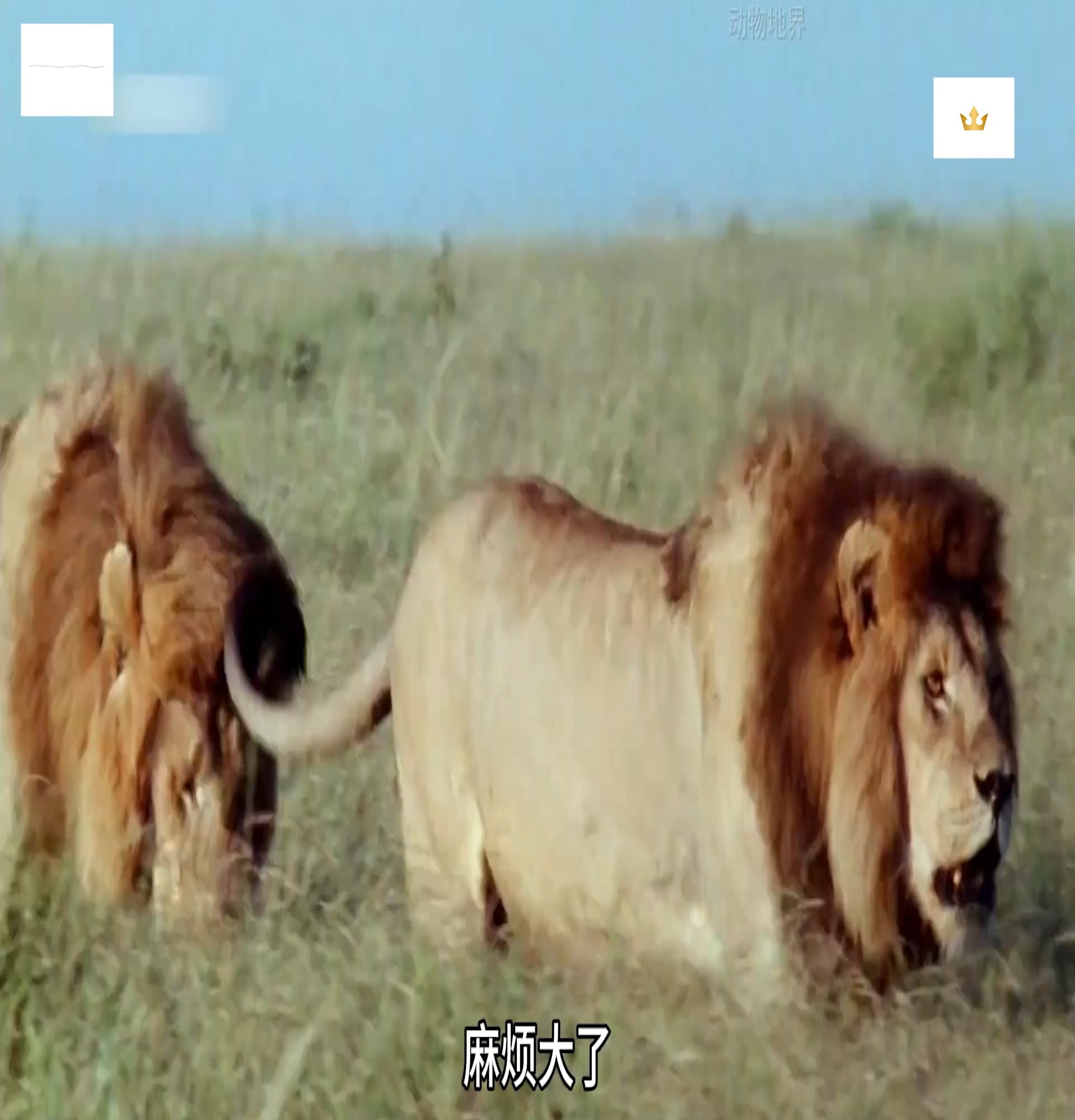 两头流浪雄狮想要占领另一个狮群，这个狮群并没有雄狮守护，可是狮群里的母狮也不愿意轻易接受这两头流浪雄狮！ | Viral News ...