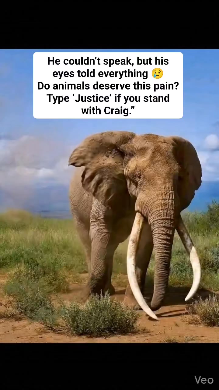 Justice for Craig Tags: #JusticeForCraig #SaveElephants #AnimalRights # ...