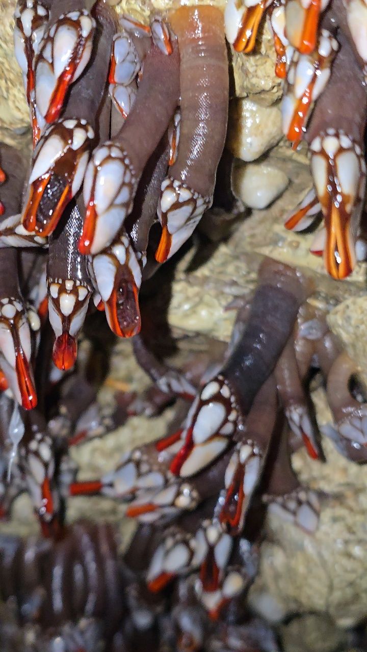 Shellfish, Abu Asab Al Ajeeb #fishing #fishingtrip #viral #snail ...