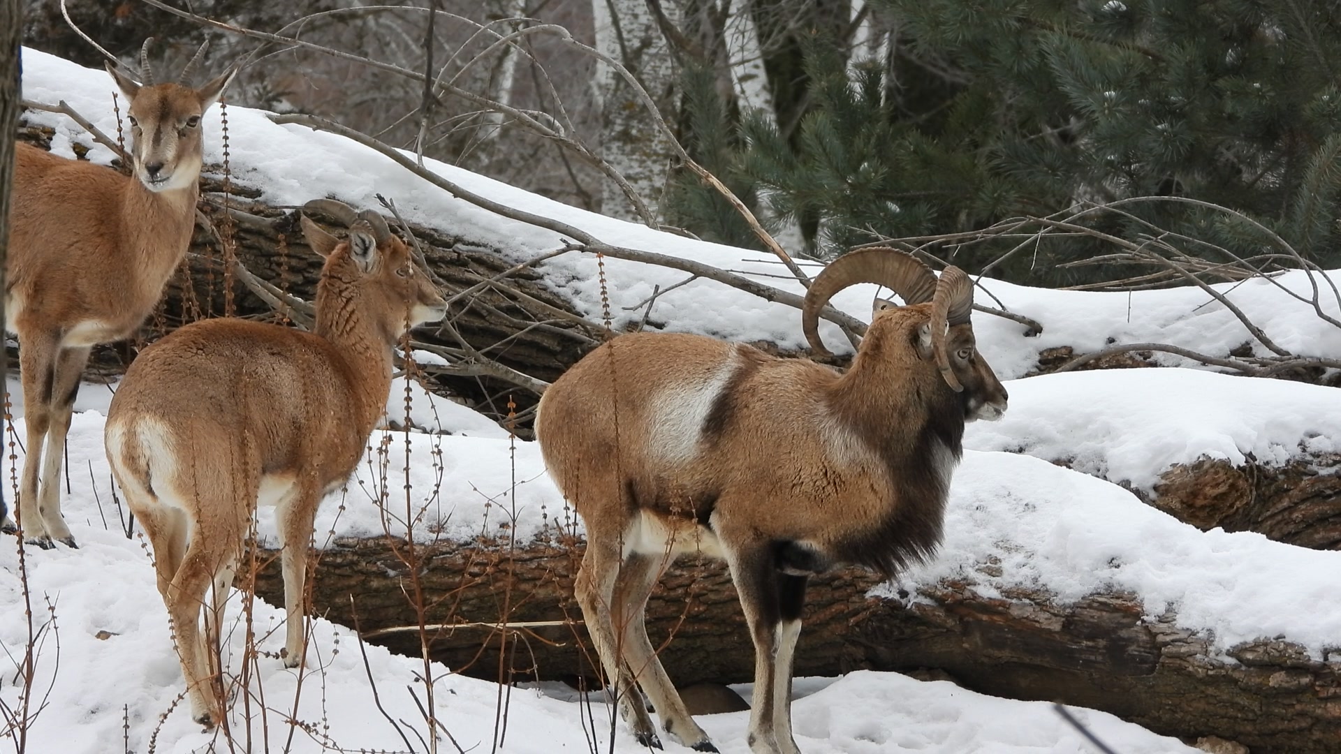 Urial Sheep. They are a species of wild sheep native to Central and ...