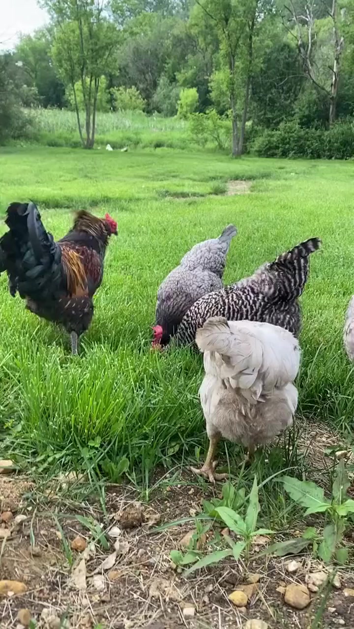 no personal space here 🐔🥰 #chicken #fbanimals #PetRoutine | Sarah Snout ...