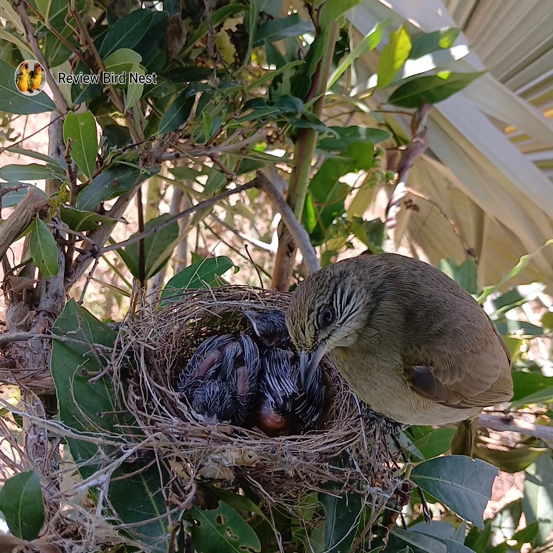 streak-eared-bulbul-birds-she-raised-her-little-baby-in-the-nest-very