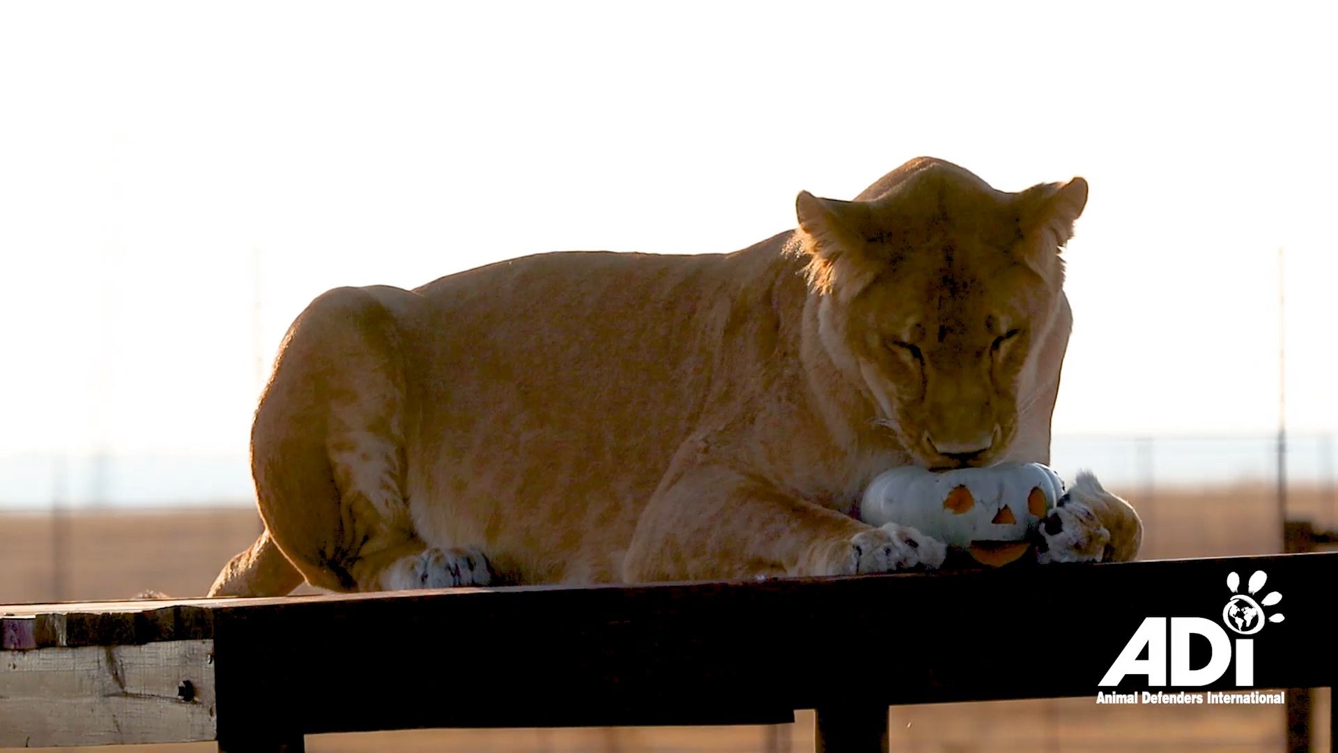 Broche Lion Et Lionceau Dorés - Animaux Safari Afrique - Neuf Sans Emballage
